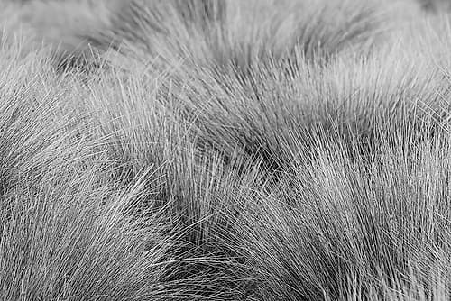 Paramo grass-Antisana Ecological Reserve-Ecuador Nature Print